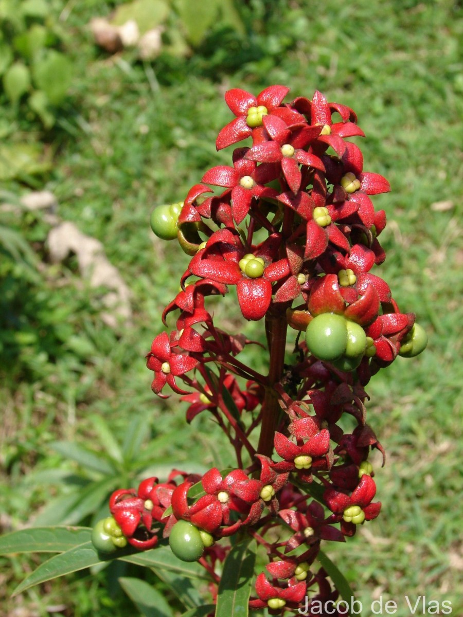 Clerodendrum indicum (L.) Kuntze